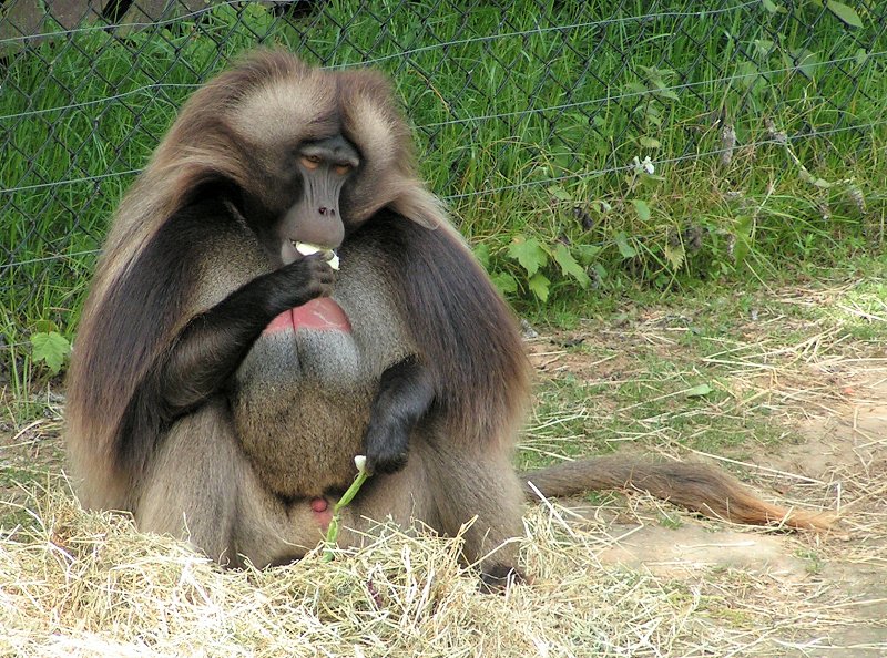 red nose baboon