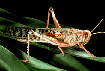 gregaria-adult.gif